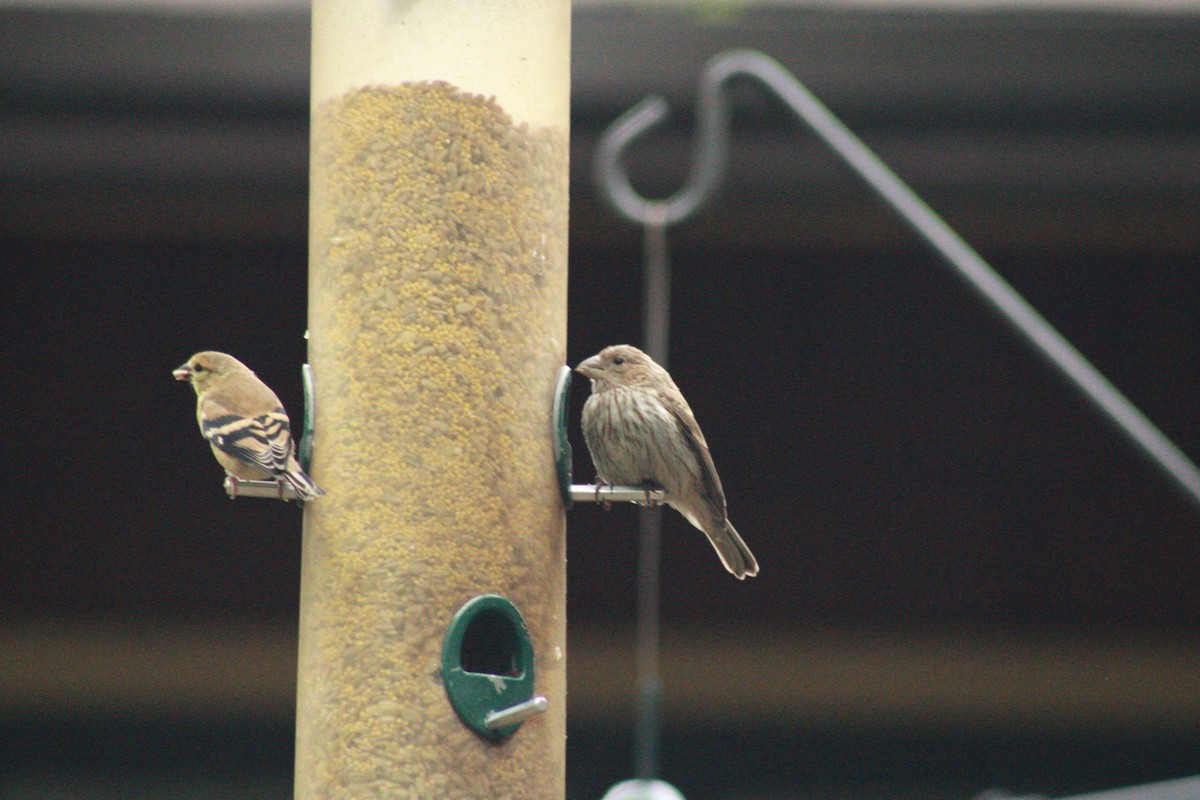 House Finch - ML624258760