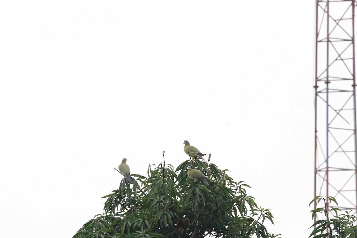 Yellow-footed Green-Pigeon - ML624258773