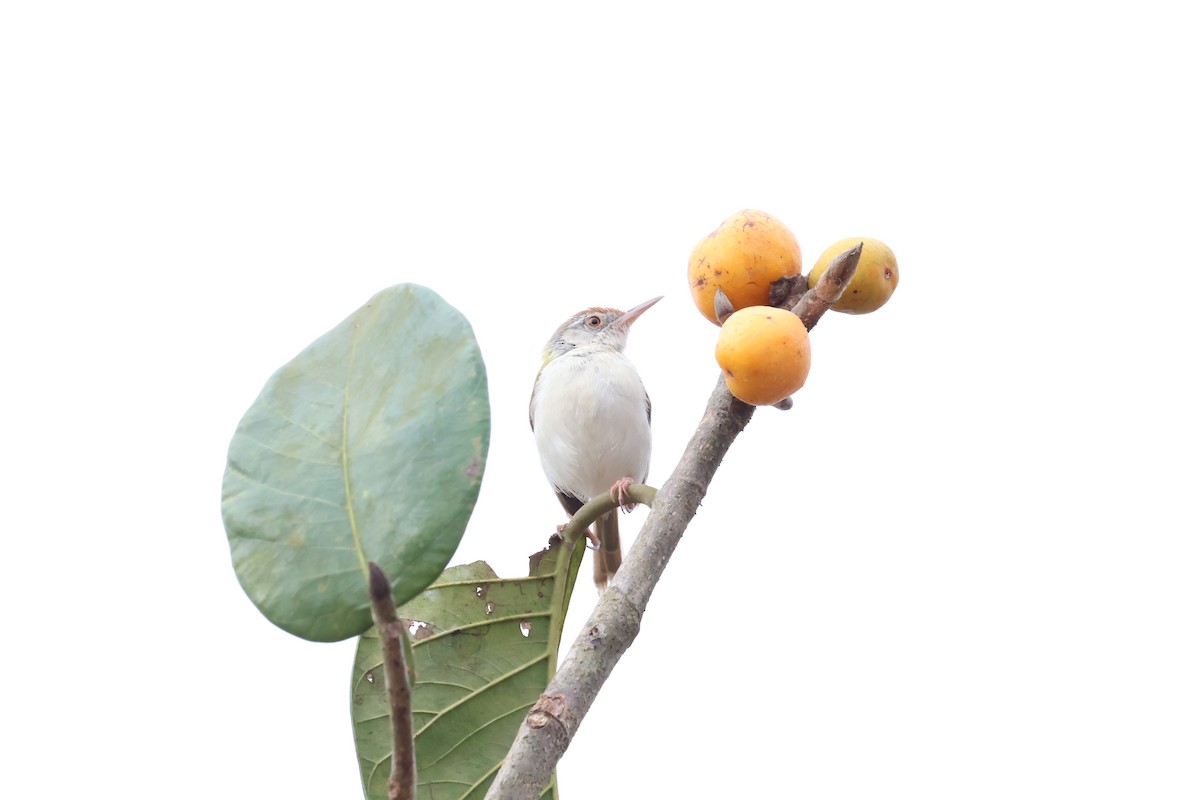 Common Tailorbird - ML624258782