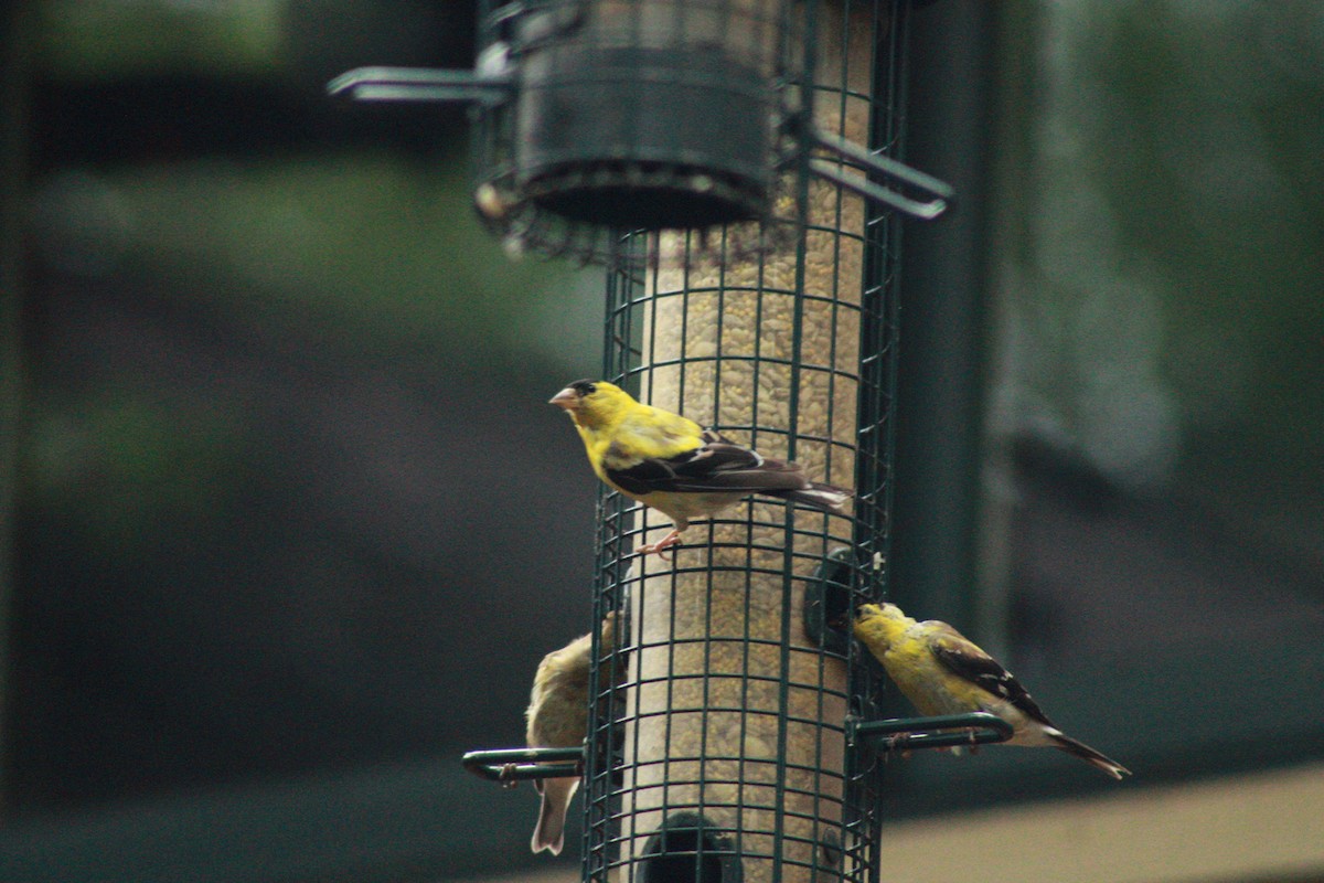 American Goldfinch - ML624258785