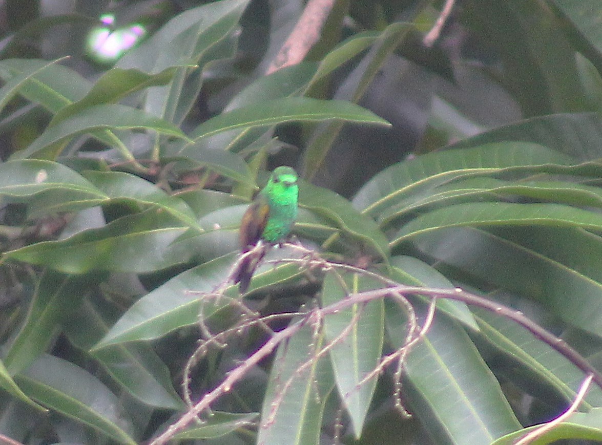 Copper-tailed Hummingbird - ML624258827
