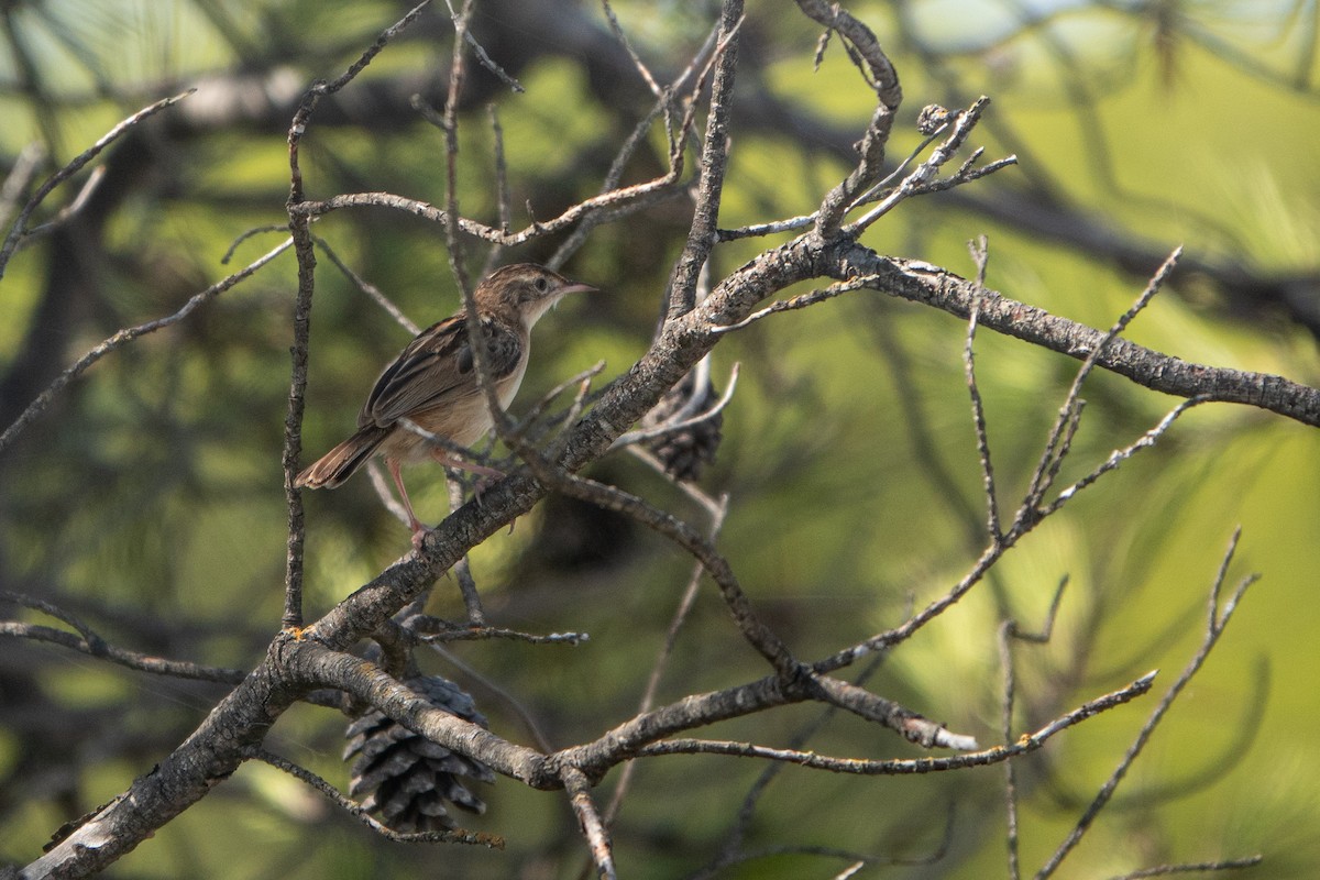 Zitting Cisticola - ML624259037