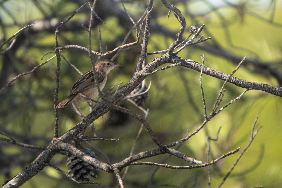 Zitting Cisticola - ML624259038