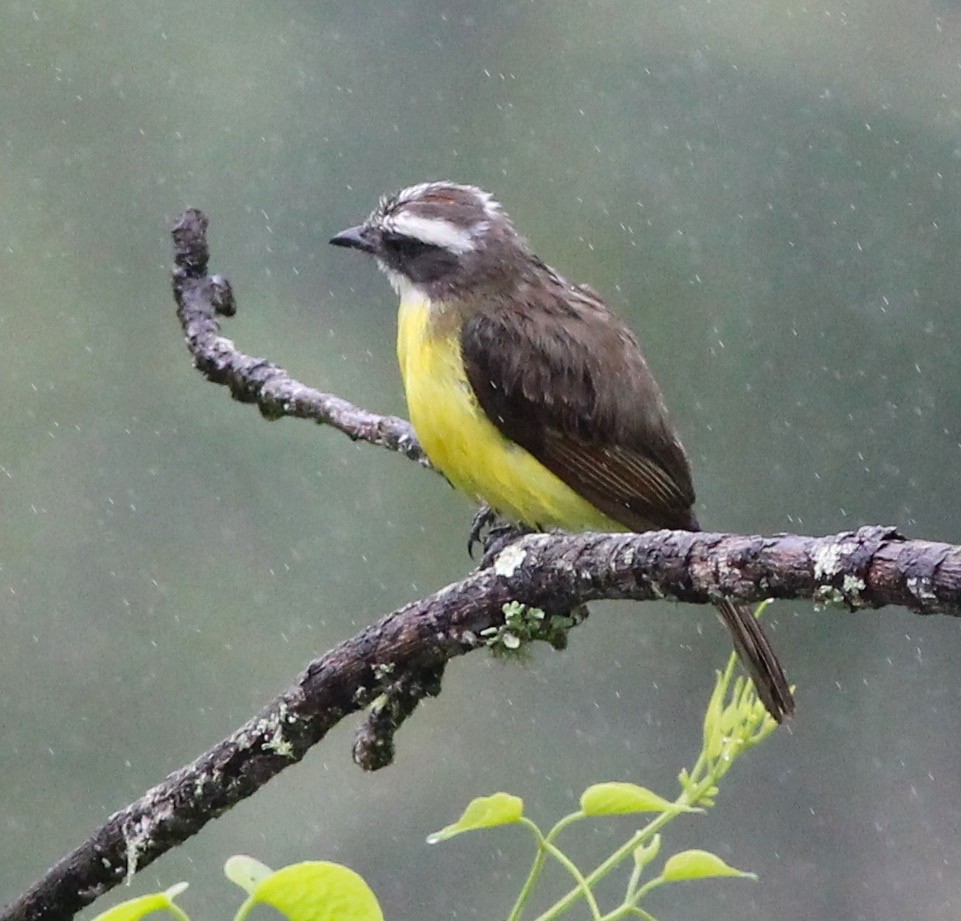 Social Flycatcher - ML62425911