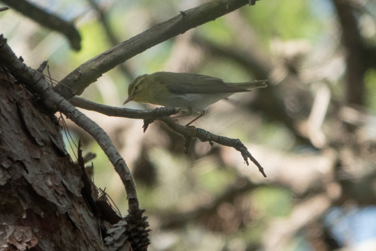 Wood Warbler - ML624259119