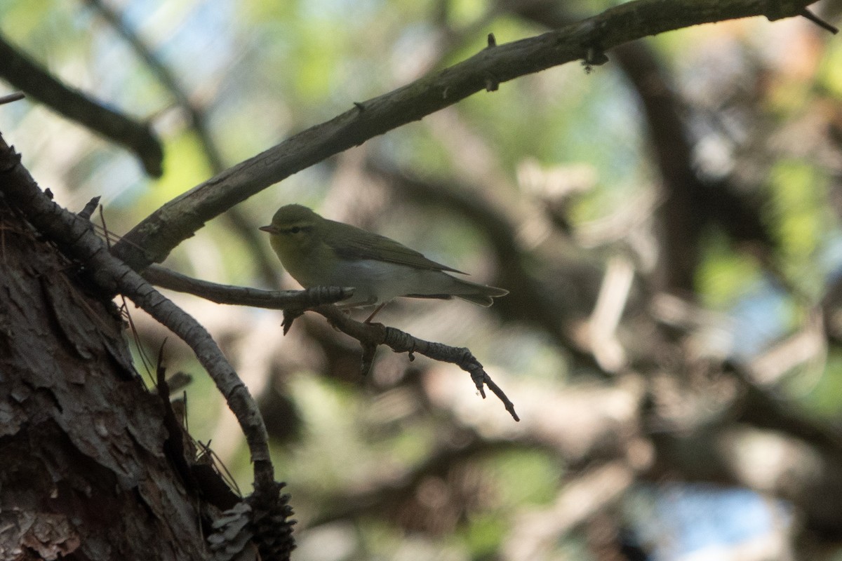 Wood Warbler - ML624259120