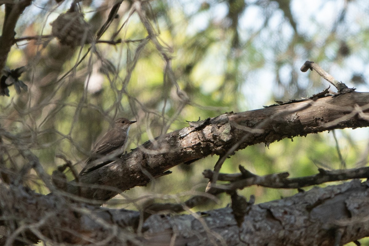 Spotted Flycatcher - ML624259128