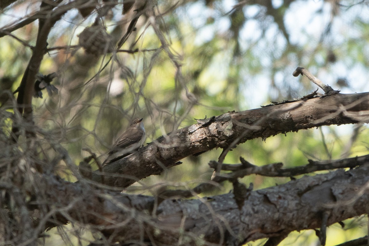 Spotted Flycatcher - ML624259129