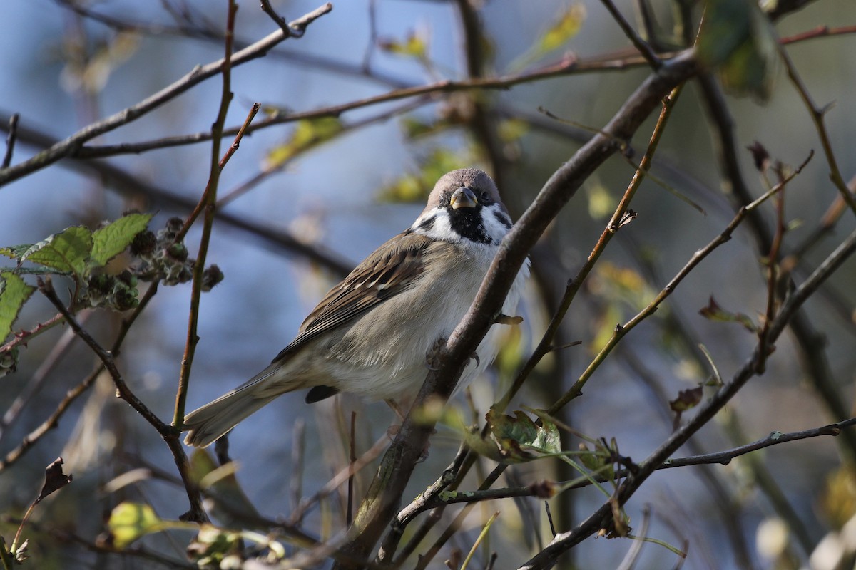 Eurasian Tree Sparrow - Tim Cowley