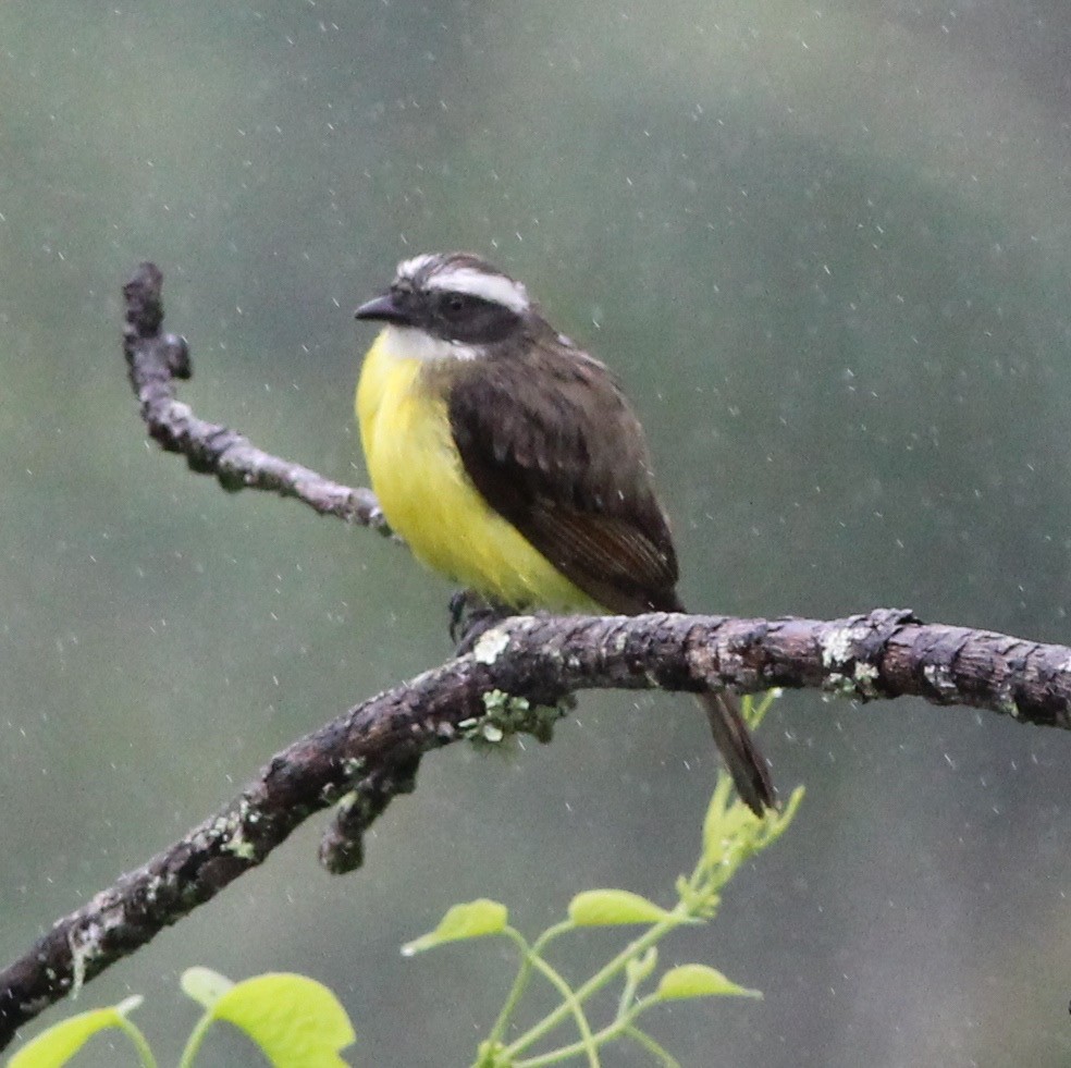 Social Flycatcher - ML62425921