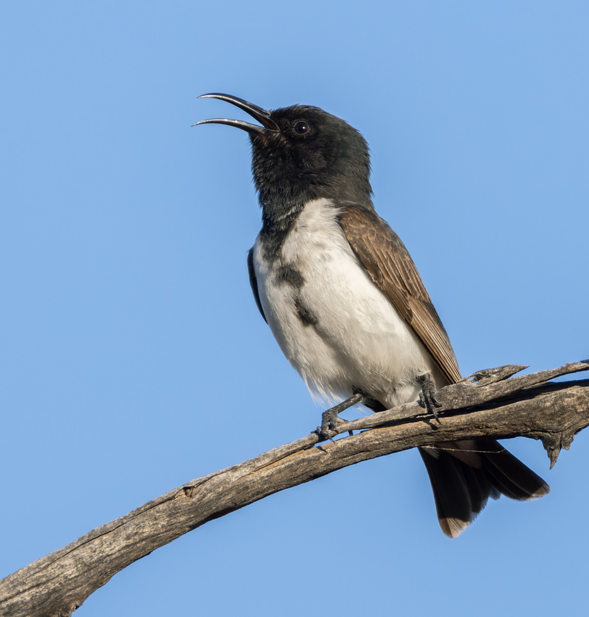 Black Honeyeater - Lars Petersson | My World of Bird Photography