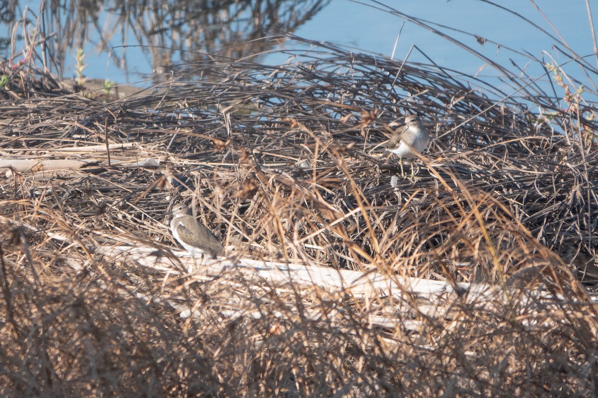 Common Sandpiper - ML624259226