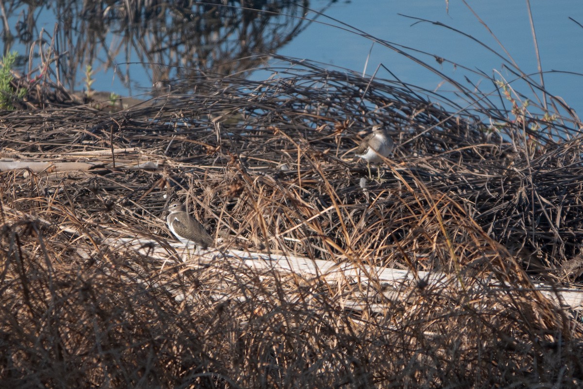 Common Sandpiper - ML624259227