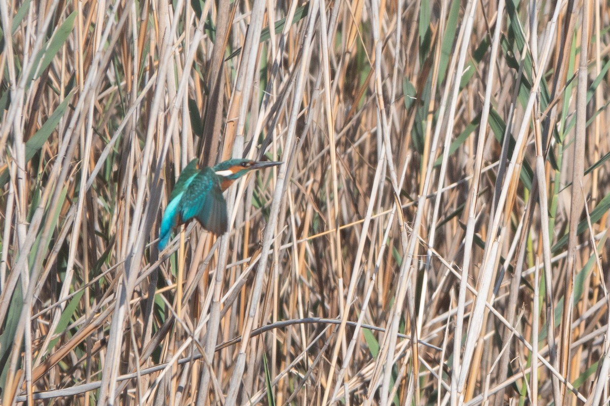 Common Kingfisher - ML624259238