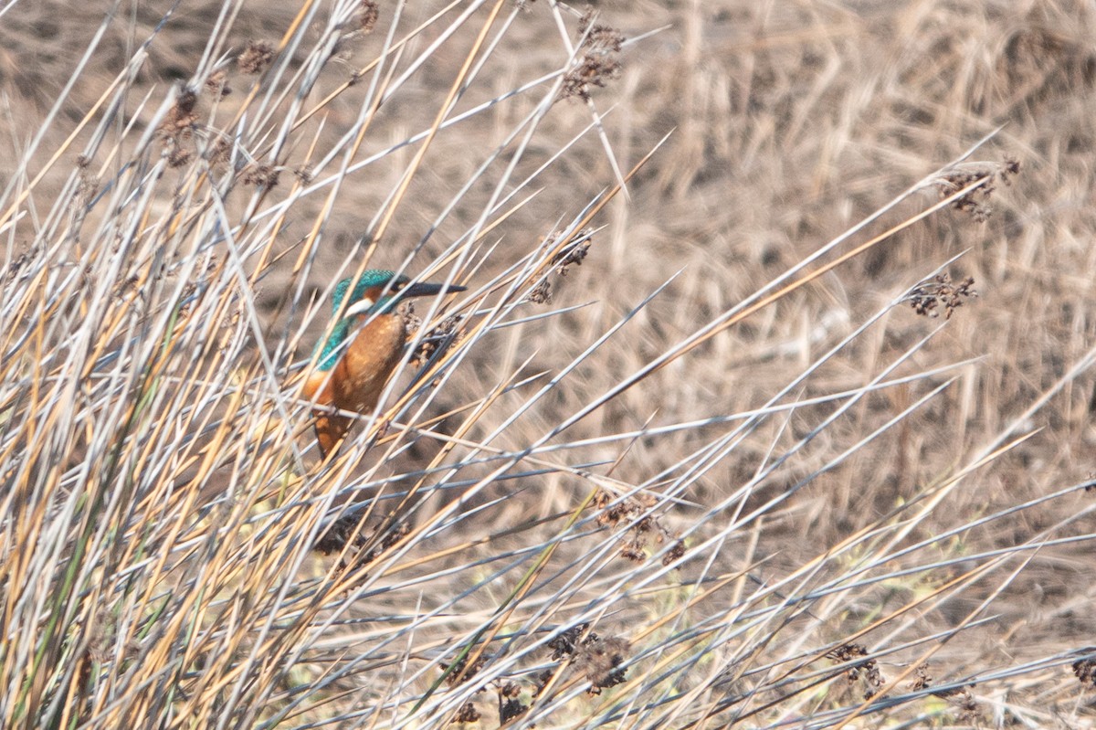 Common Kingfisher - ML624259239