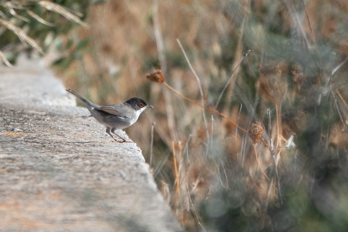 Sardinian Warbler - ML624259250