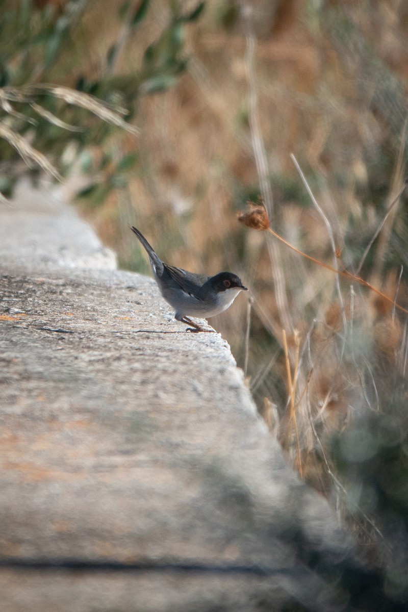 Sardinian Warbler - ML624259251