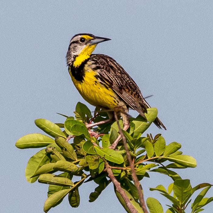 Eastern Meadowlark - ML62425931