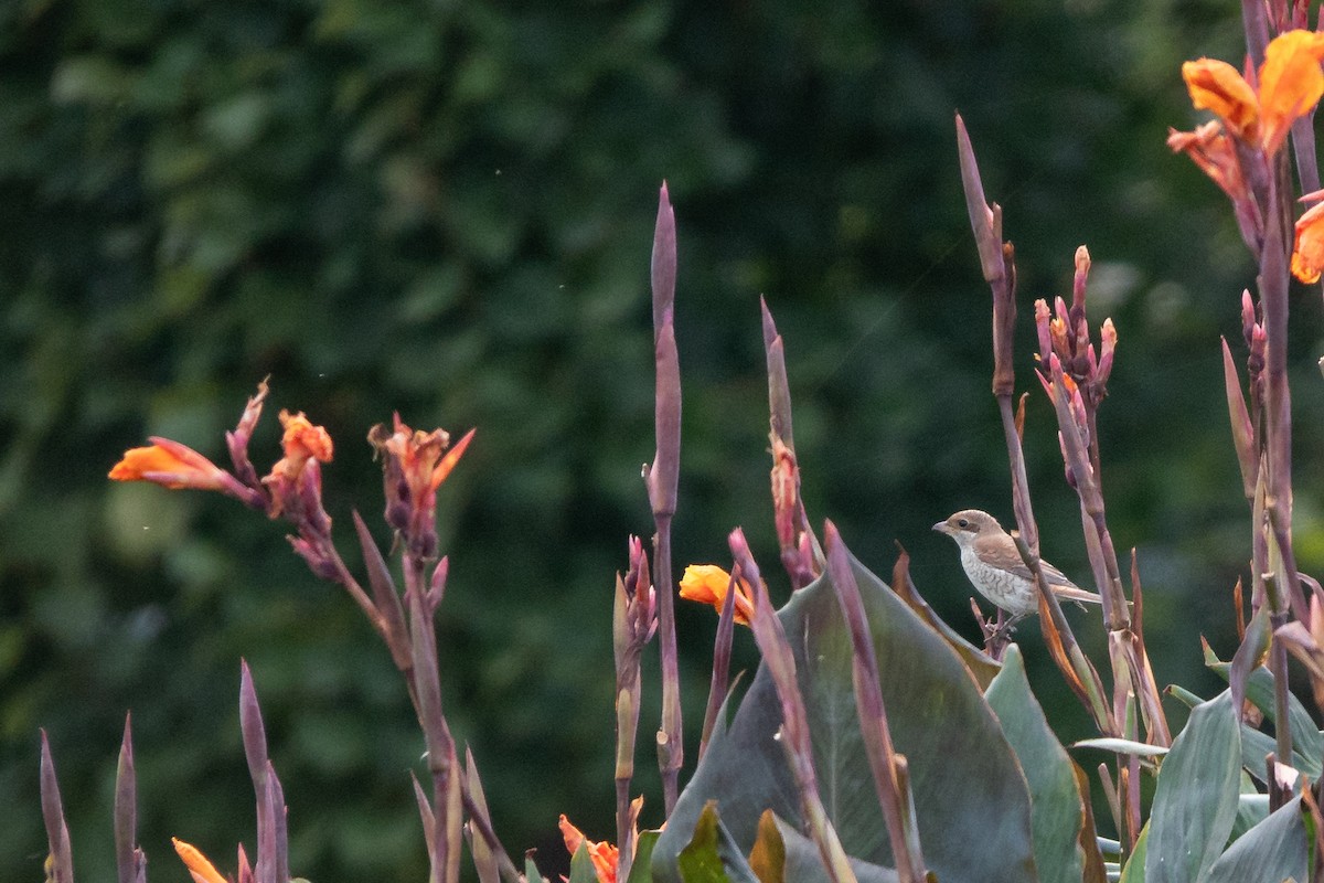 Red-backed Shrike - ML624259339