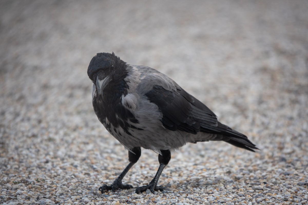 Hooded Crow - ML624259342