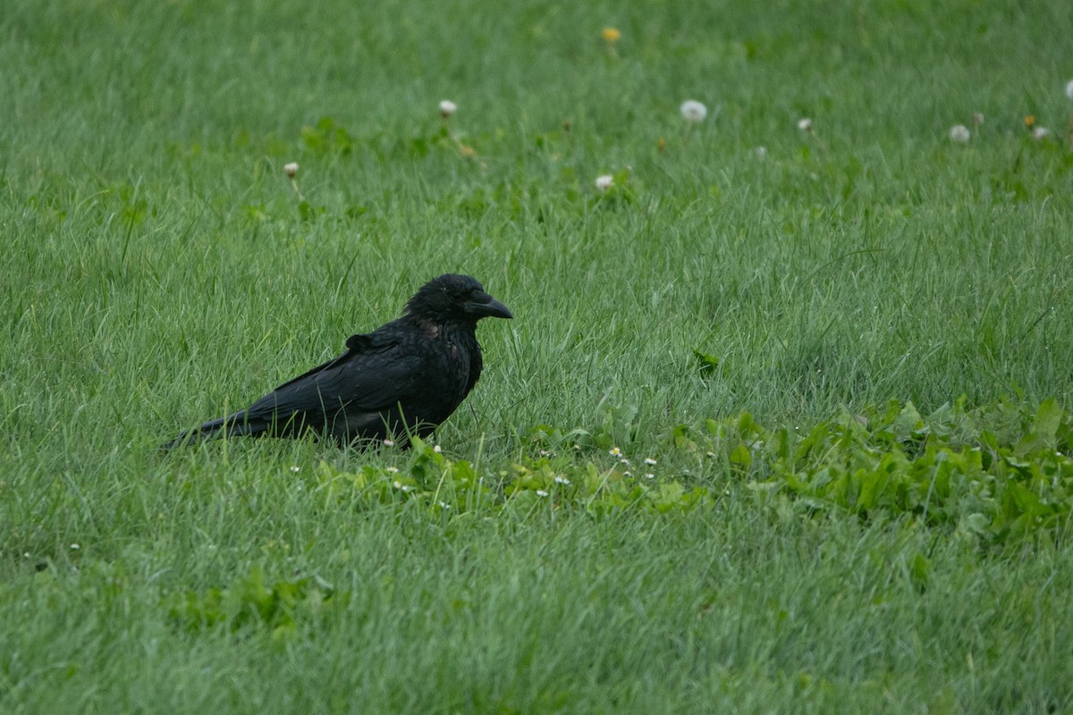 Carrion Crow - ML624259346