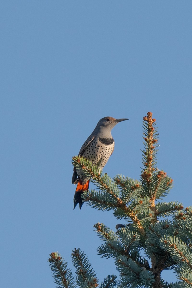 Northern Flicker - ML624259390