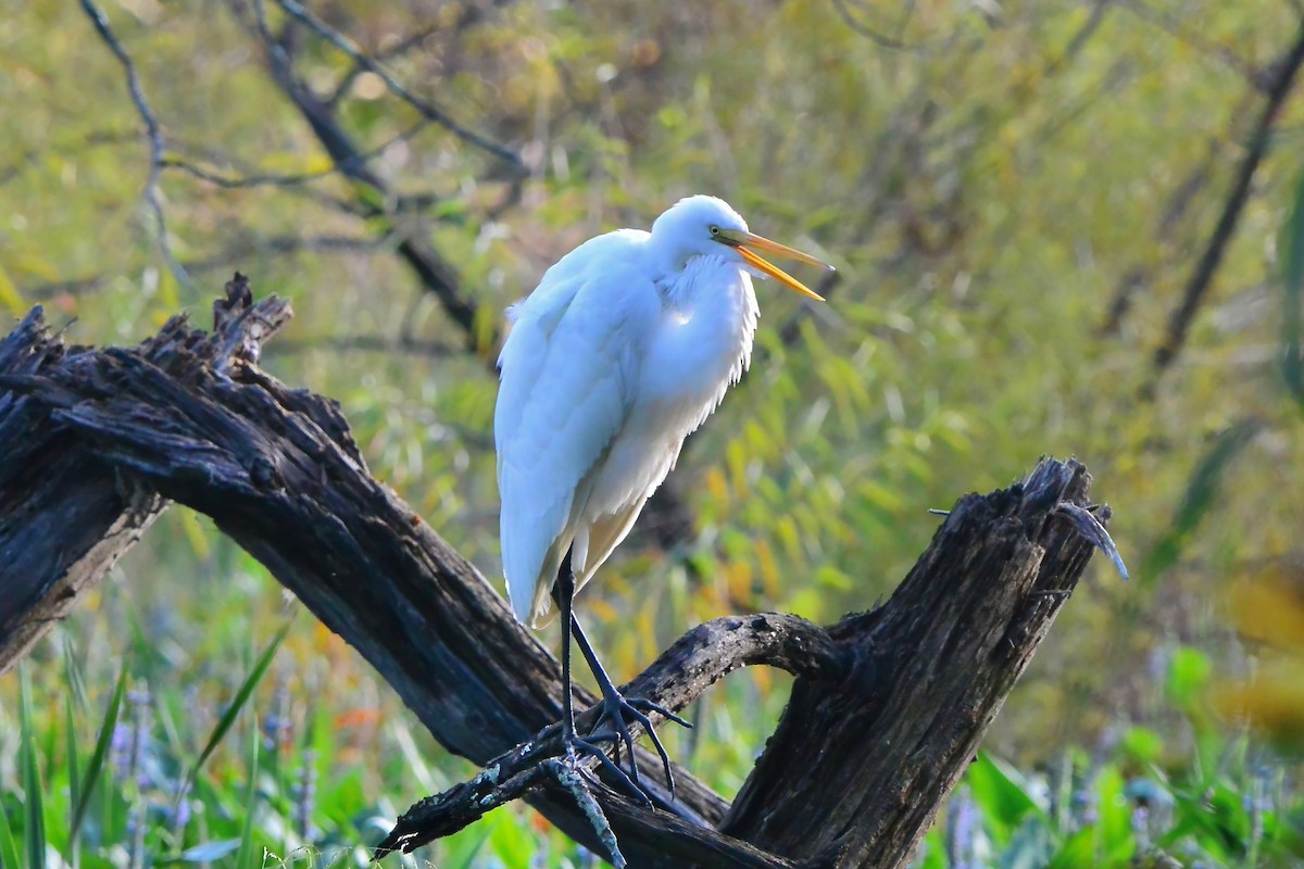 Grande Aigrette - ML624259407