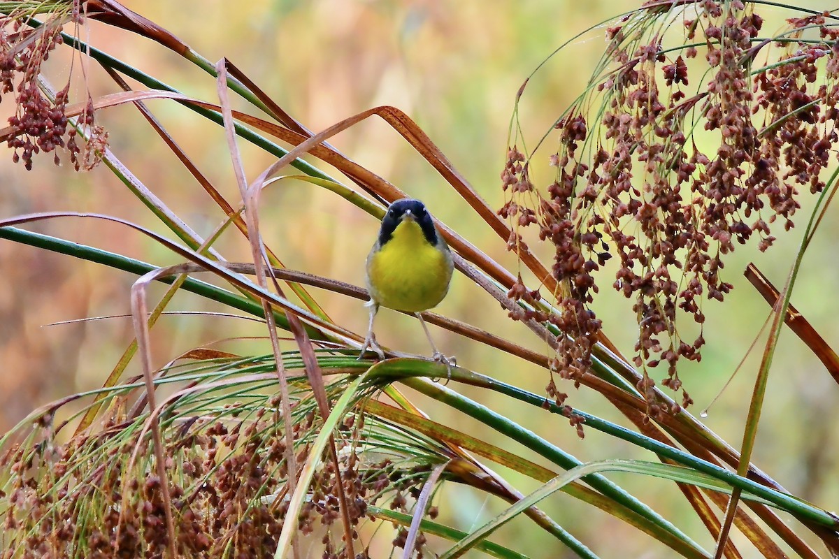 Common Yellowthroat - Seth Honig