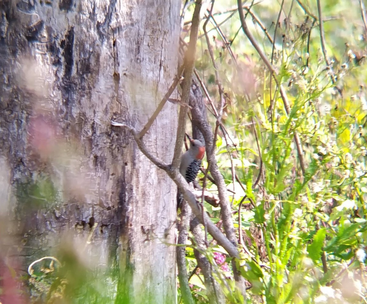 Red-bellied Woodpecker - ML624259479