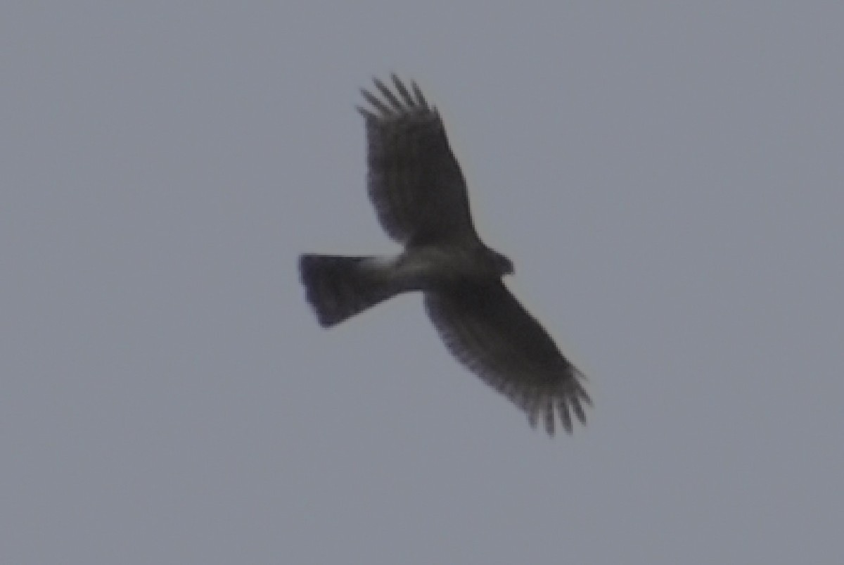 Sharp-shinned Hawk - ML624259481