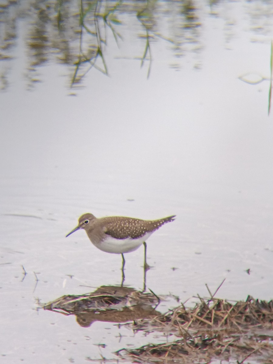 Solitary Sandpiper - ML624259610