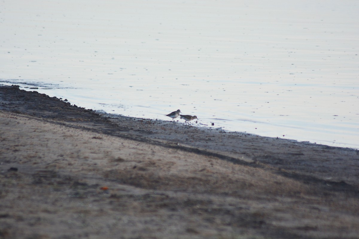 Calidris sp. - Felipe Aguilar