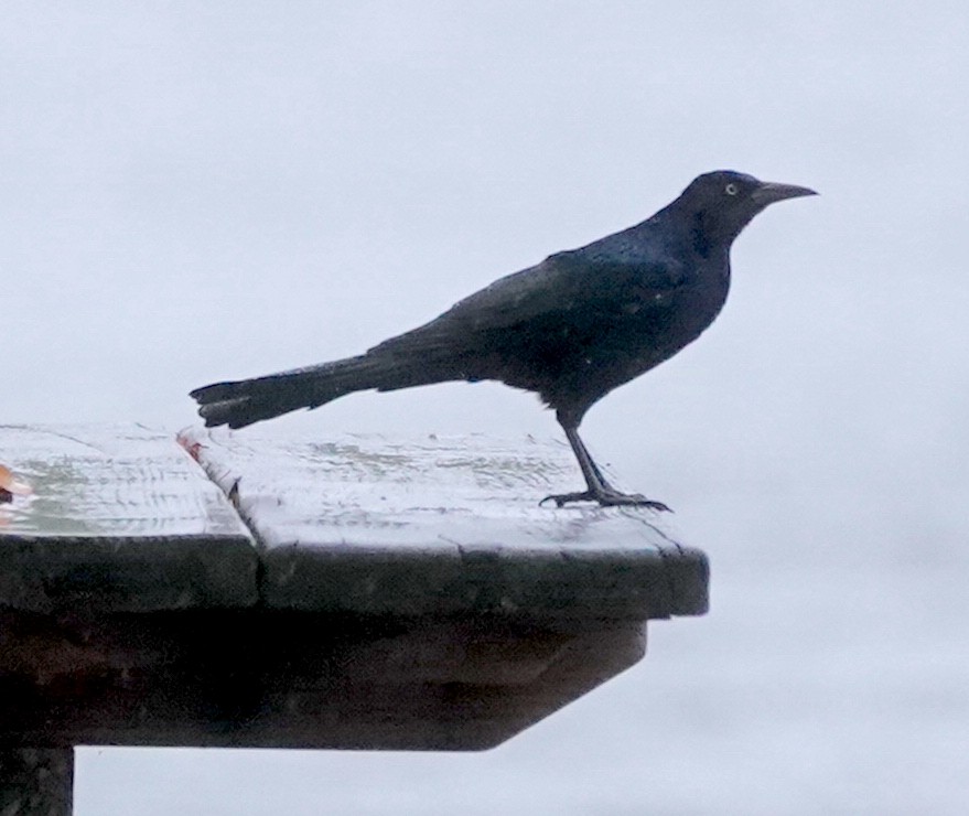 Boat-tailed Grackle - ML624259653