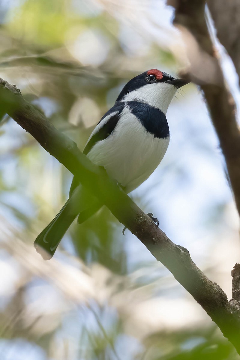 Brown-throated Wattle-eye - ML624259765