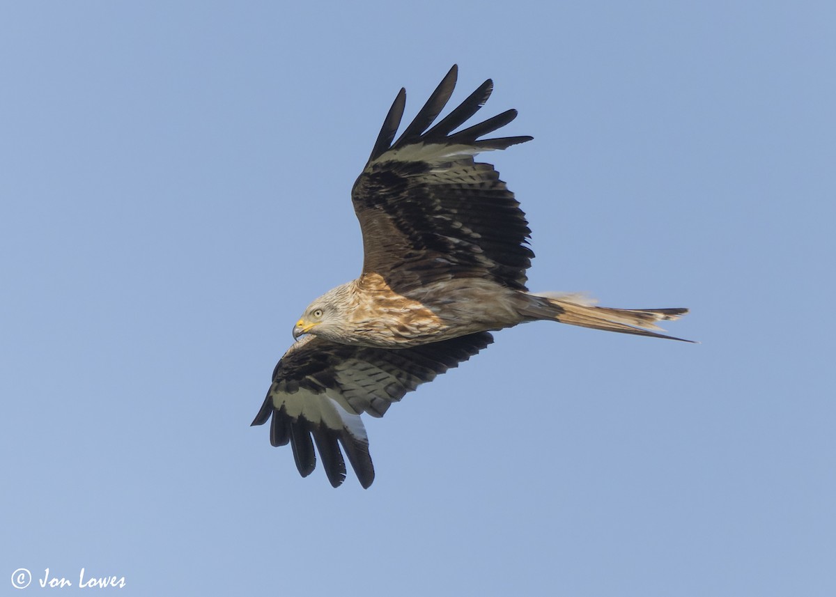 Red Kite (Red) - Jon Lowes