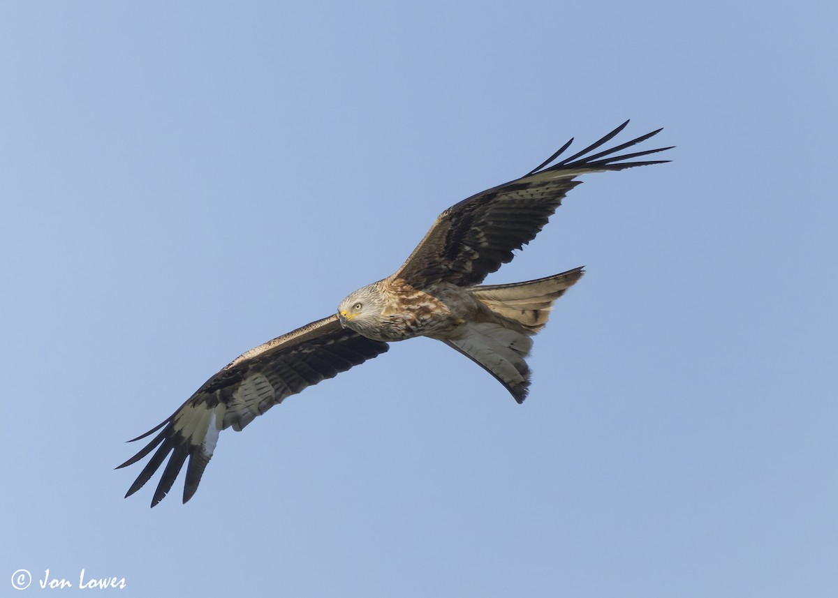 Red Kite (Red) - Jon Lowes