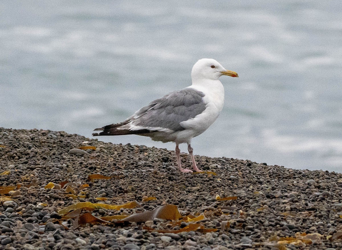 Gaviota Argéntea (vegae) - ML624259836