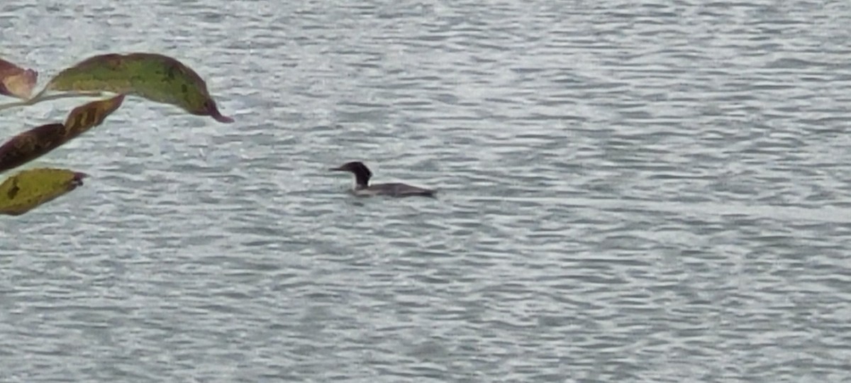 Common Merganser - ML624259852