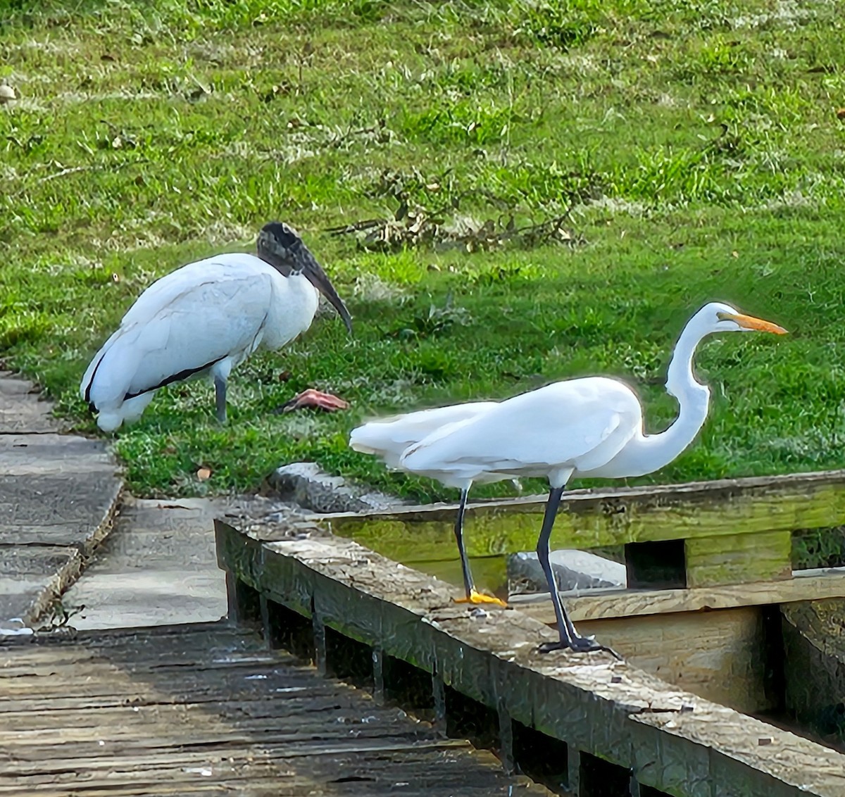 Wood Stork - ML624259978