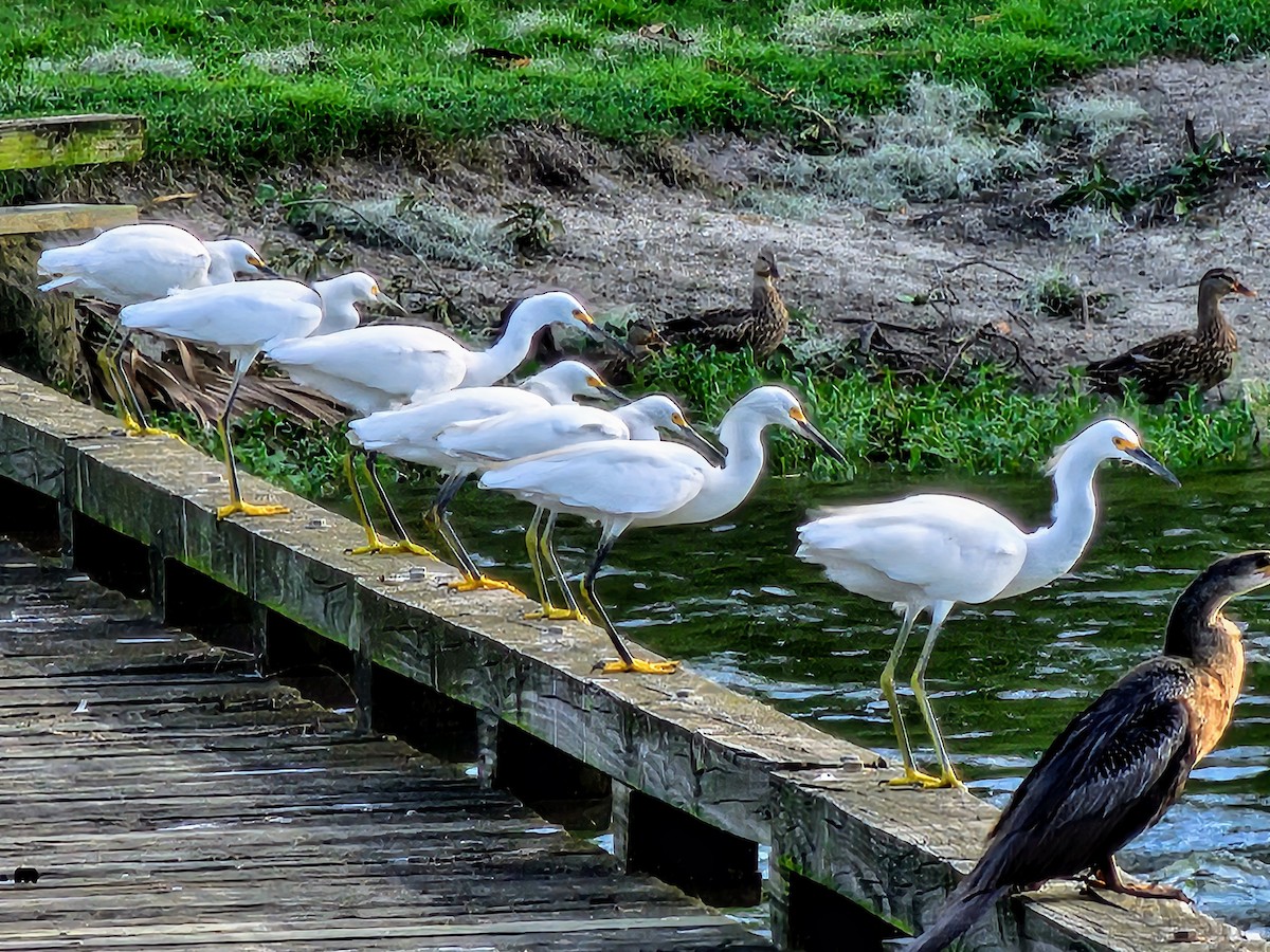 Snowy Egret - ML624260000