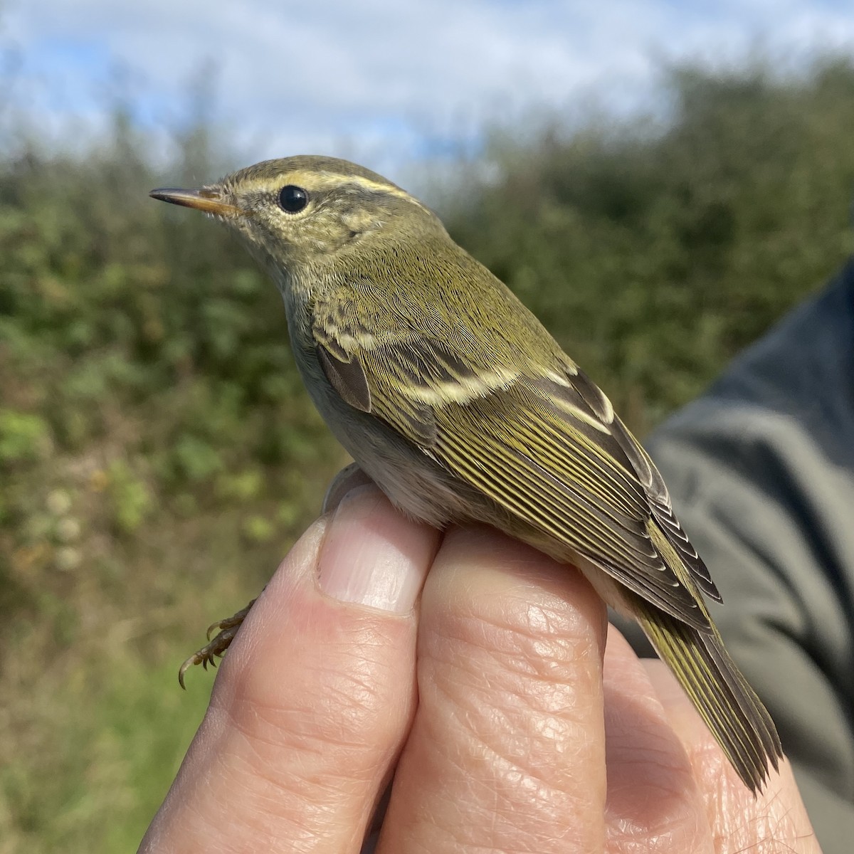 Yellow-browed Warbler - Ian Sherriffs