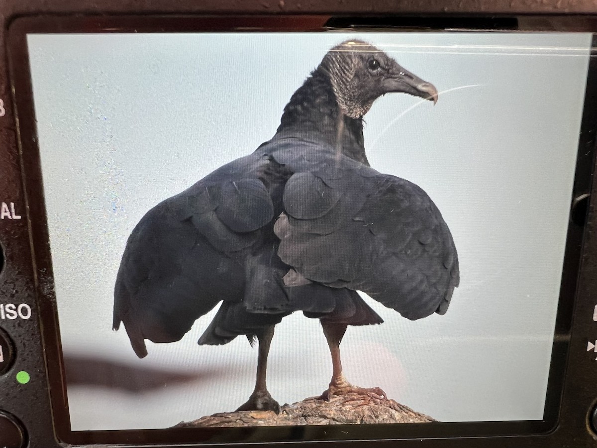 Black Vulture - ML624260097