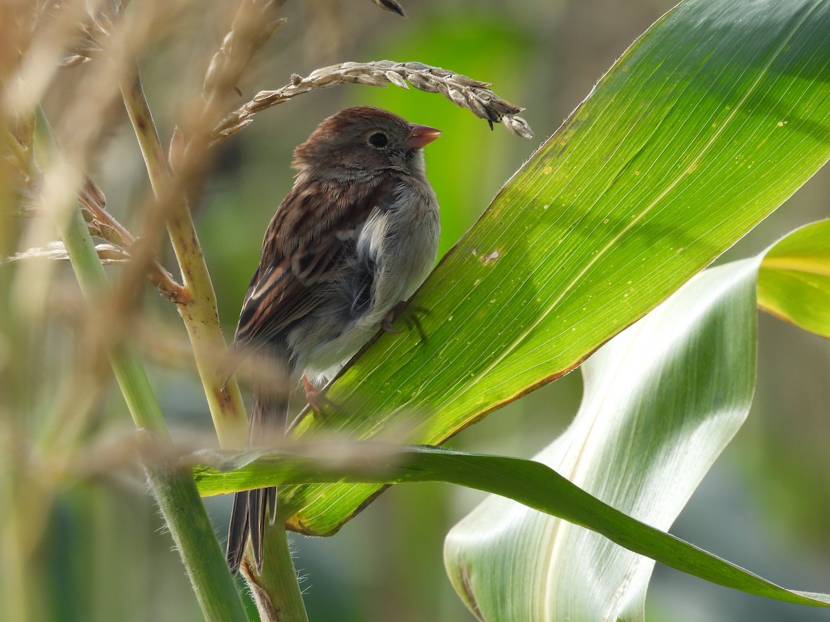 Field Sparrow - ML624260123