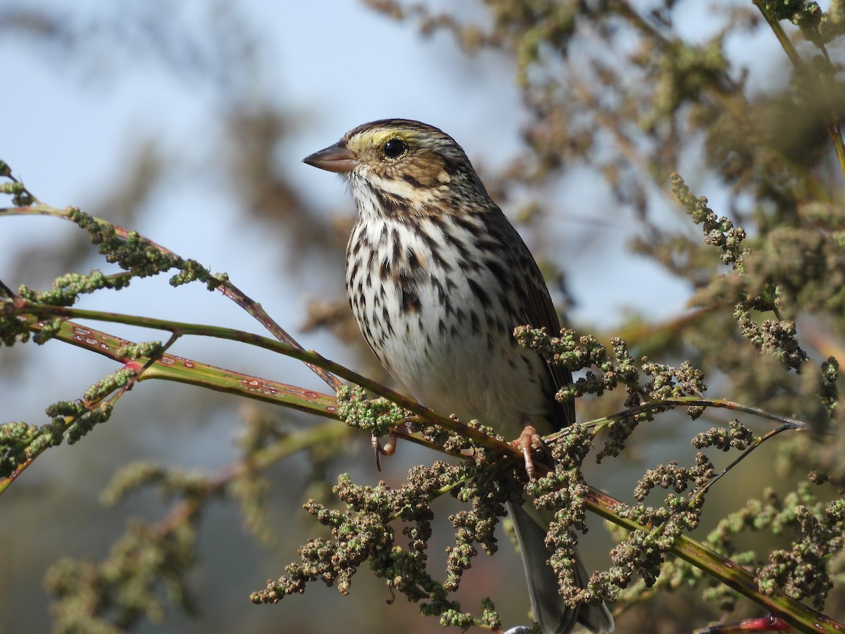 Savannah Sparrow - ML624260128