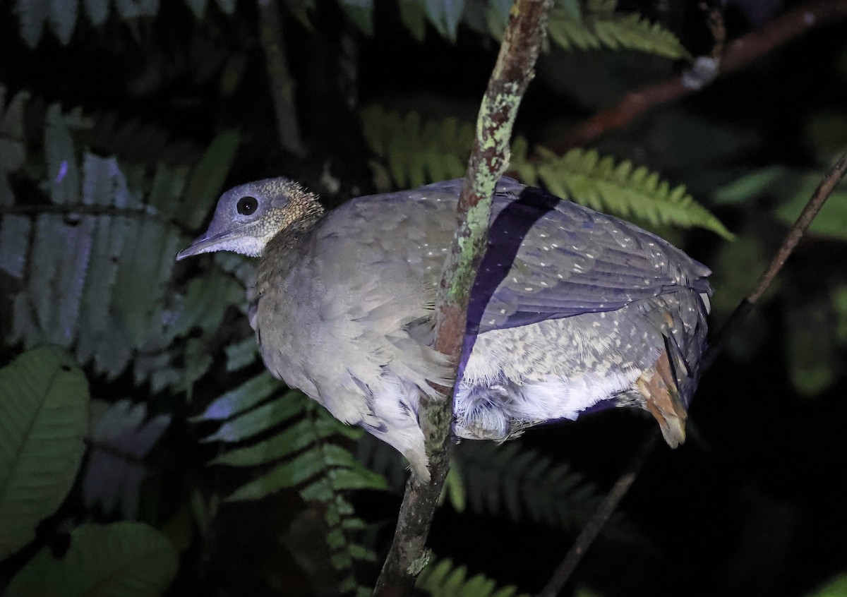 White-throated Tinamou - ML624260131