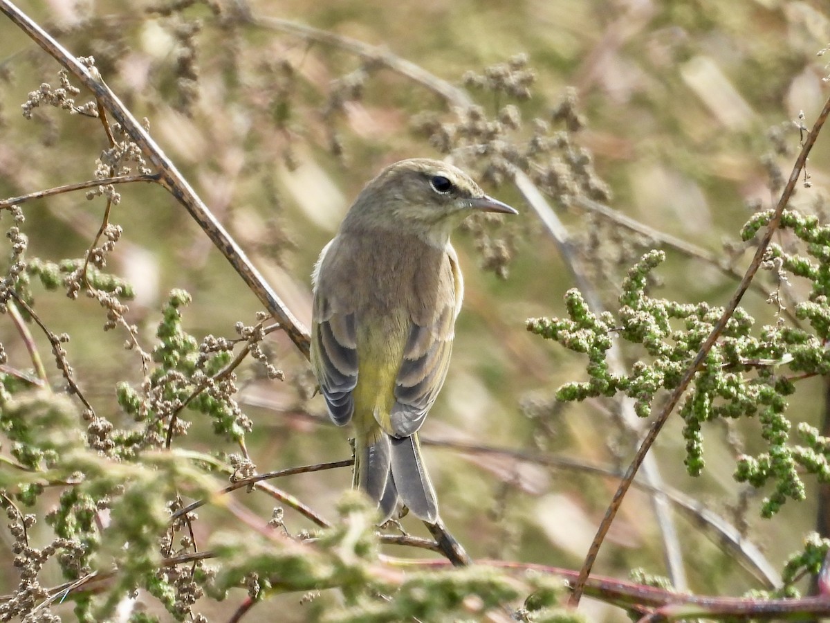 Palm Warbler (Western) - ML624260135