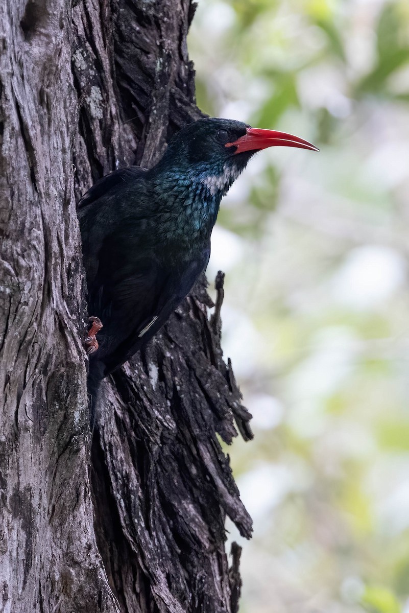 Green Woodhoopoe - Neeraja V