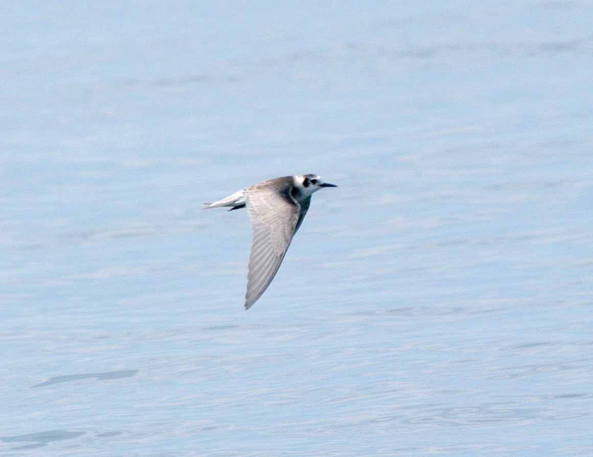 Black Tern - Pierre Howard