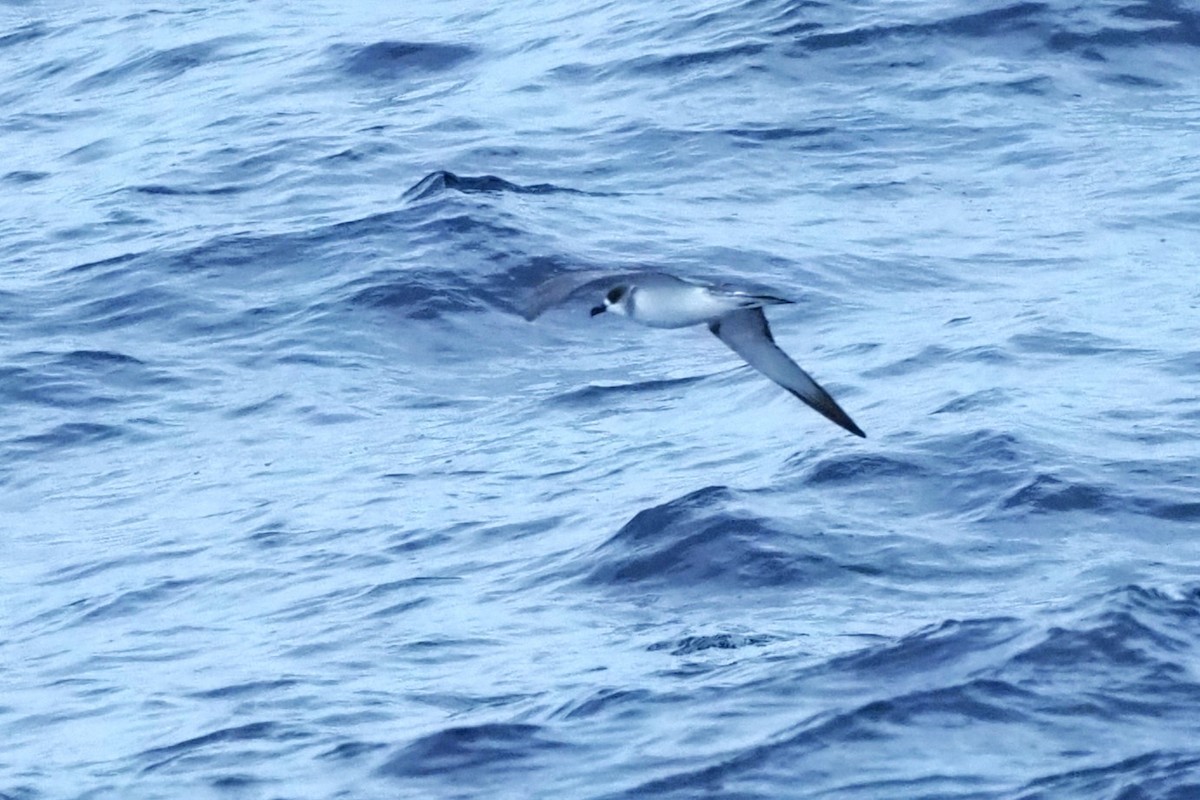 Petrel de las Juan Fernández - ML624260379