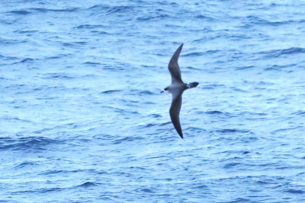 Petrel de las Juan Fernández - ML624260380